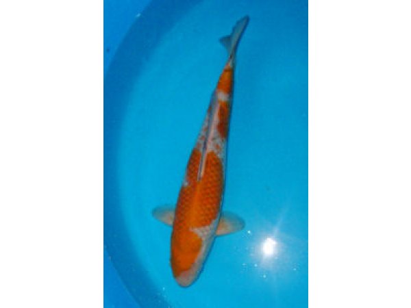 foto nr. 2 van deze Koi Overige , 