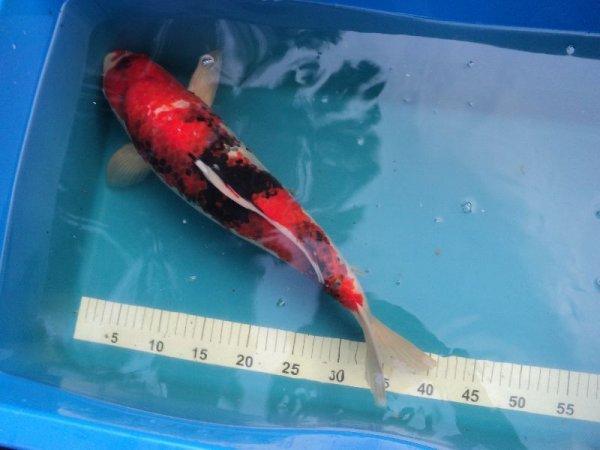 foto nr. 2 van deze Koi Showa Sanke , 