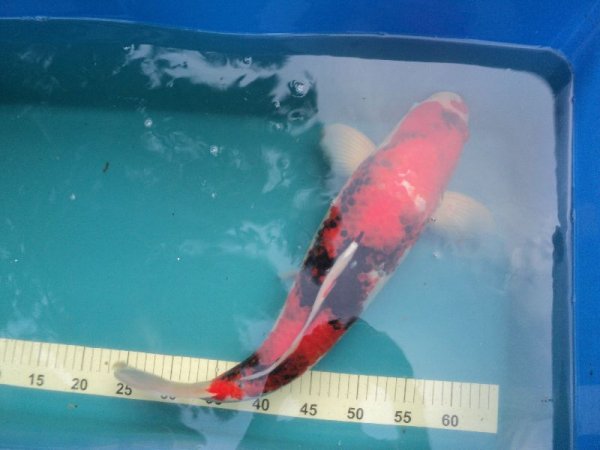 foto nr. 1 van deze Koi Showa Sanke , 