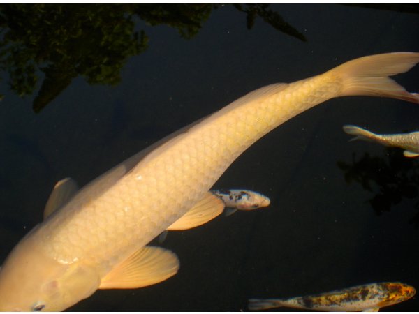 foto nr. 2 van deze Koi Kigoi , 