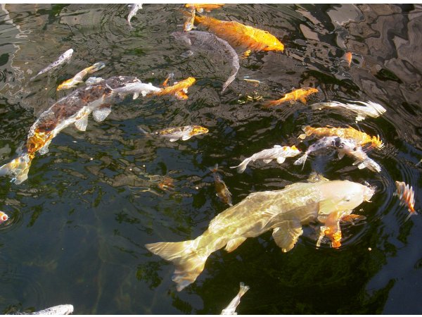 foto nr. 4 van deze Koi Kigoi , 