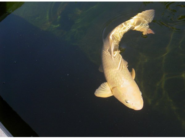 foto nr. 3 van deze Koi Kigoi , 