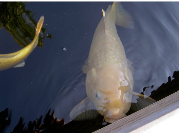 foto nr. 1 van deze Koi Kigoi , 