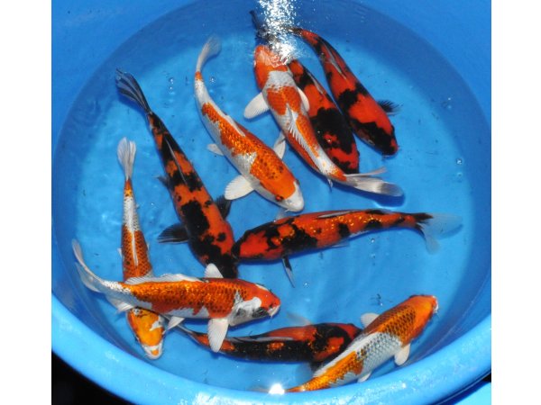 foto nr. 3 van deze Koi Overige , 