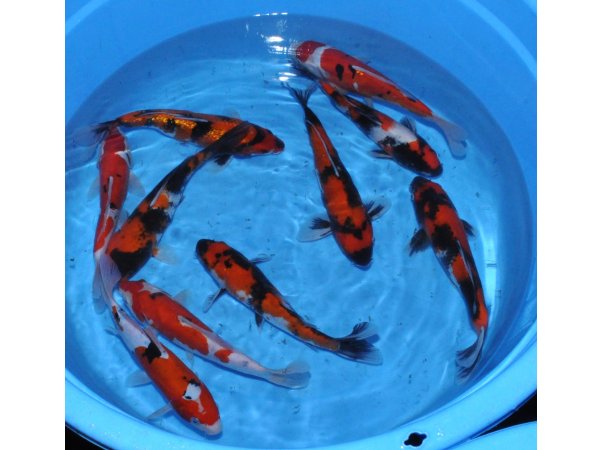foto nr. 4 van deze Koi Overige , 