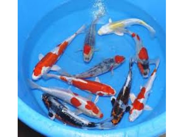 foto nr. 1 van deze Koi Overige , 