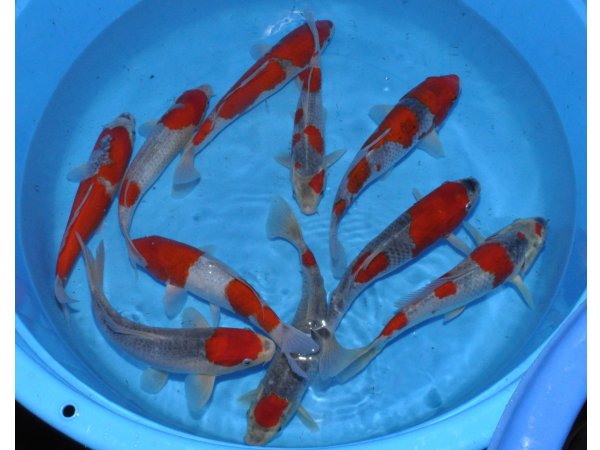 foto nr. 2 van deze Koi Overige , 