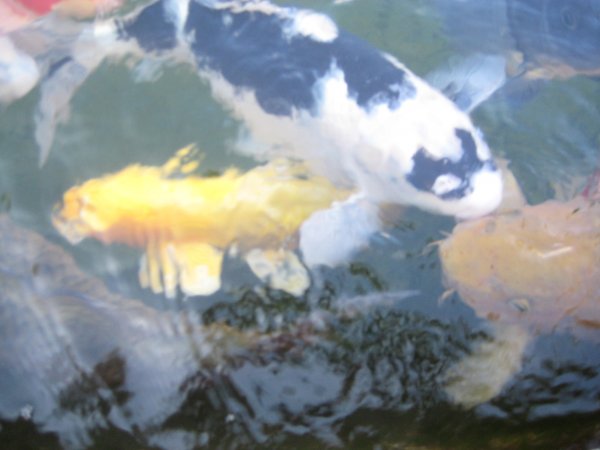 foto nr. 8 van deze Koi Overige , 