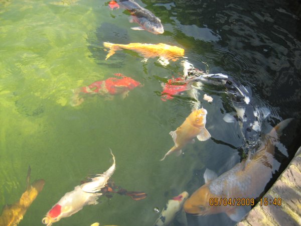 foto nr. 5 van deze Koi Overige , 