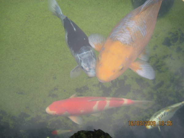 foto nr. 1 van deze Koi Overige , 