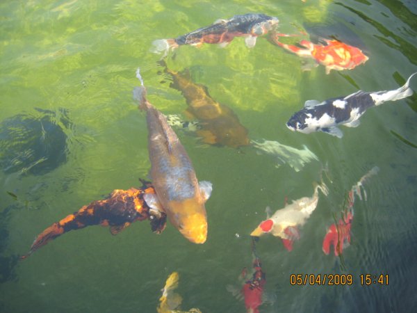 foto nr. 3 van deze Koi Overige , 