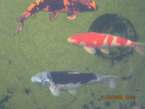 foto nr. 6 van deze Koi Overige , 