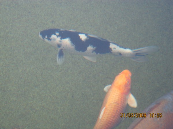 foto nr. 4 van deze Koi Overige , 