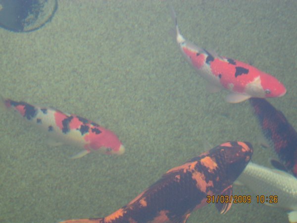 foto nr. 7 van deze Koi Overige , 