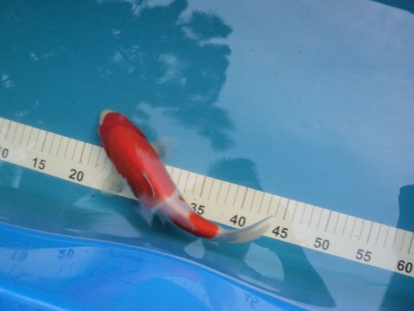 foto nr. 2 van deze Koi Nidan Kohaku , 