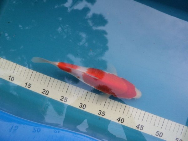 foto nr. 1 van deze Koi Nidan Kohaku , 