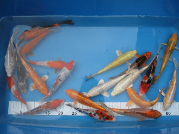 foto nr. 2 van deze Koi Overige , 