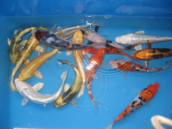 foto nr. 1 van deze Koi Overige , 