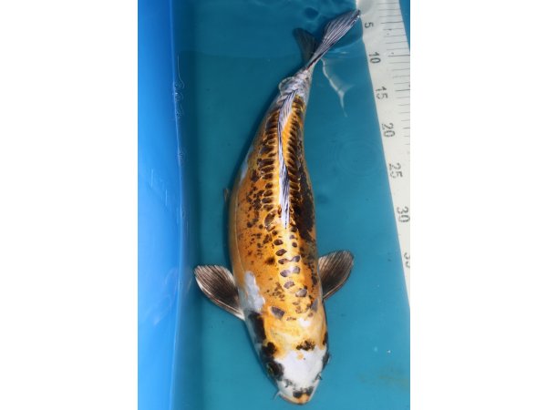 foto nr. 5 van deze Koi Overige , 