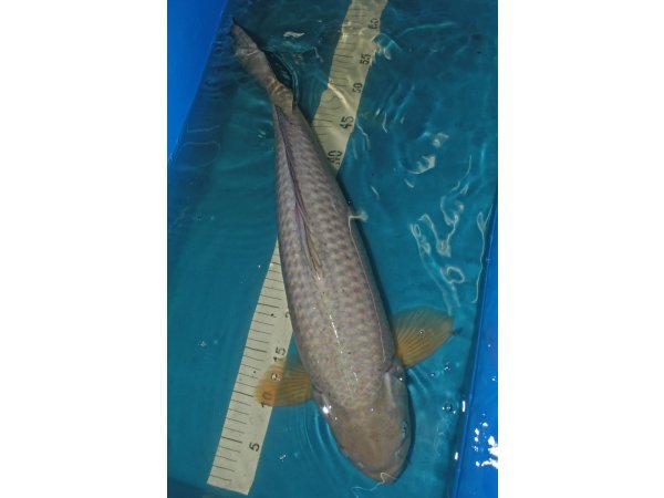 foto nr. 4 van deze Koi Overige , 