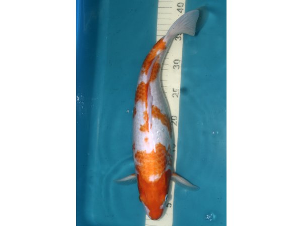 foto nr. 1 van deze Koi Overige , 