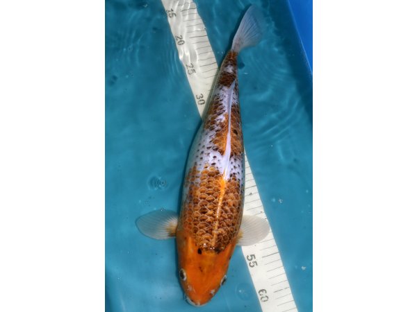 foto nr. 3 van deze Koi Overige , 