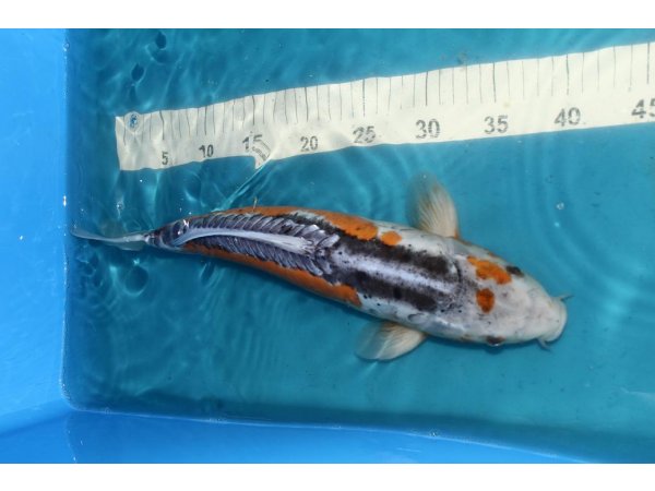 foto nr. 2 van deze Koi Overige , 