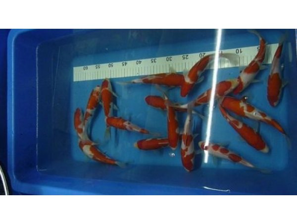 foto nr. 3 van deze Koi Ippon Hi Kohaku , 