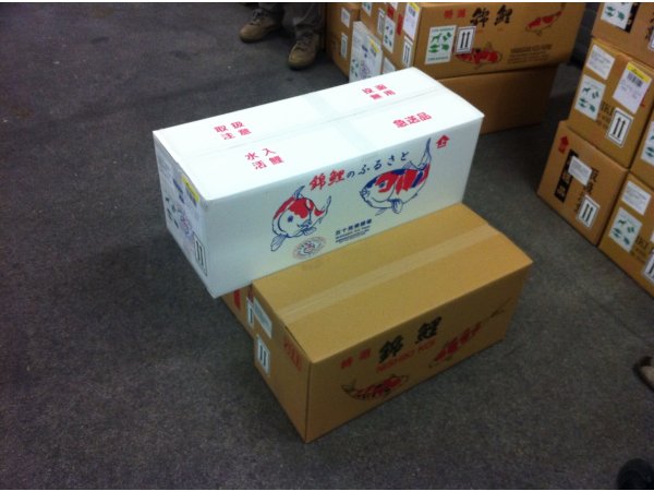 foto nr. 4 van deze Koi Ippon Hi Kohaku , 