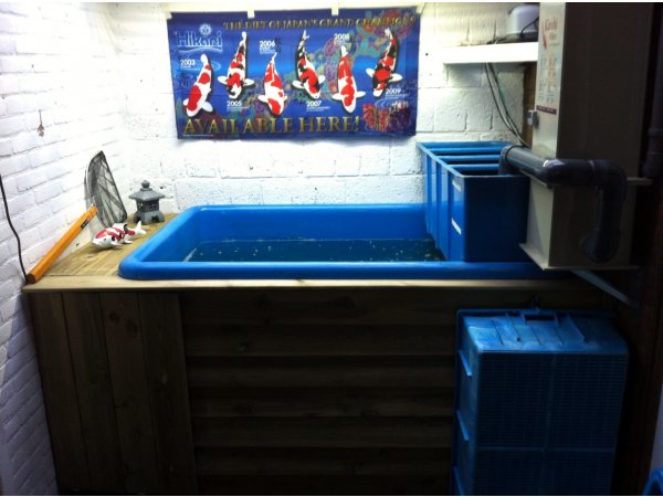 foto nr. 5 van deze Koi Ippon Hi Kohaku , 