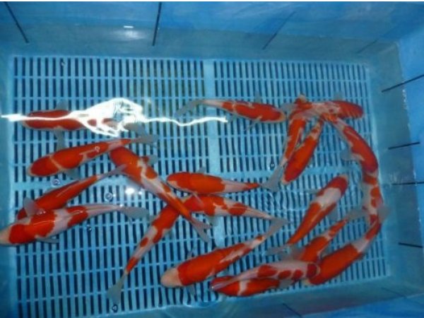 foto nr. 1 van deze Koi Ippon Hi Kohaku , 