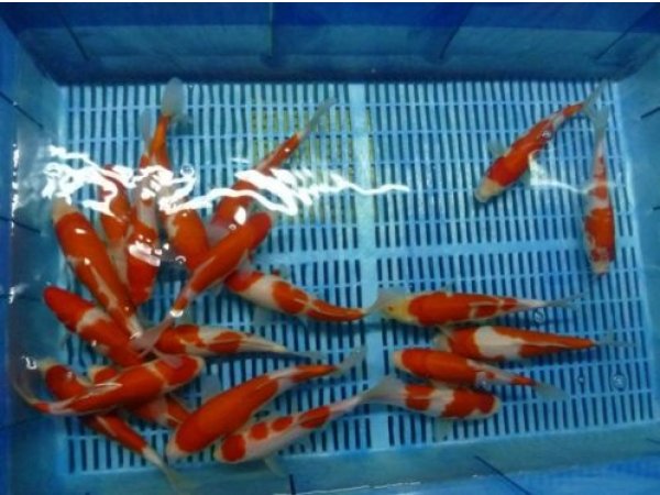 foto nr. 2 van deze Koi Ippon Hi Kohaku , 