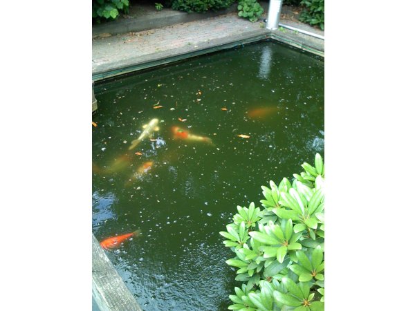 foto nr. 2 van deze Koi Overige , 
