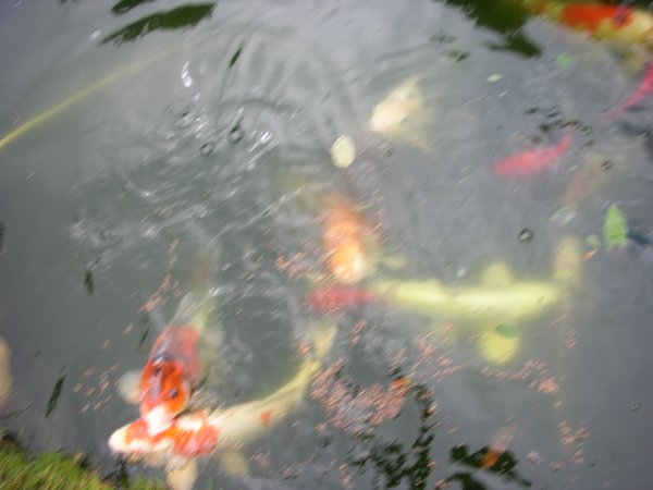 foto nr. 1 van deze Koi Overige , 