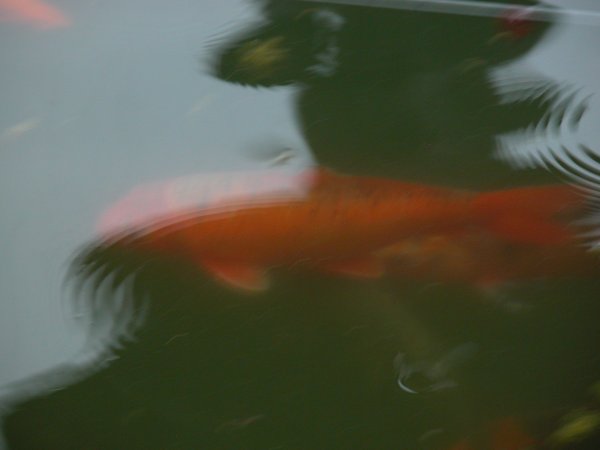 foto nr. 5 van deze Koi Overige , 