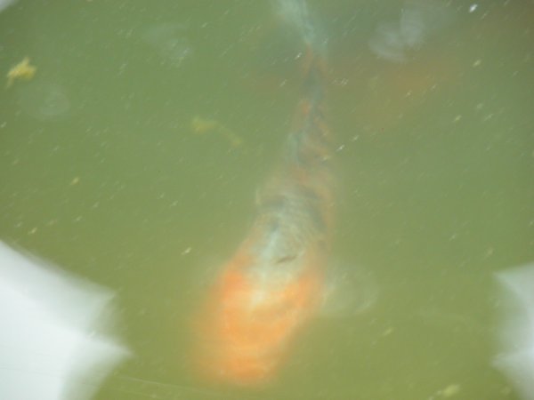 foto nr. 6 van deze Koi Overige , 