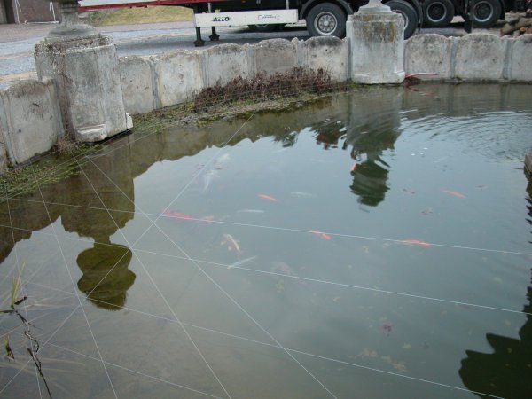 foto nr. 2 van deze Koi Overige , 