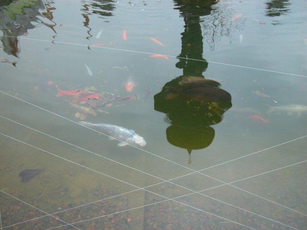 foto nr. 1 van deze Koi Overige , 