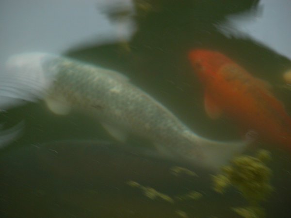 foto nr. 4 van deze Koi Overige , 