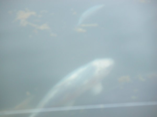 foto nr. 3 van deze Koi Overige , 