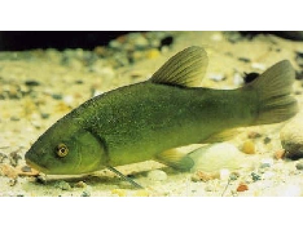 foto nr. 3 van deze Koi Overige , 