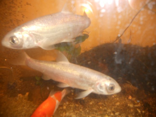 foto nr. 1 van deze Koi Overige , 