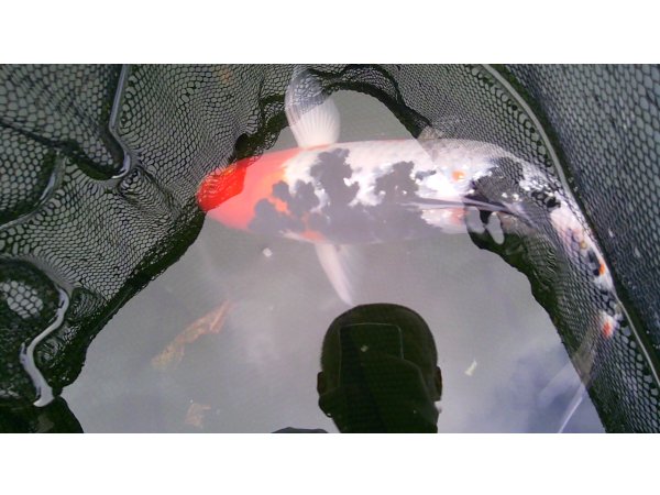 foto nr. 7 van deze Koi Overige , 