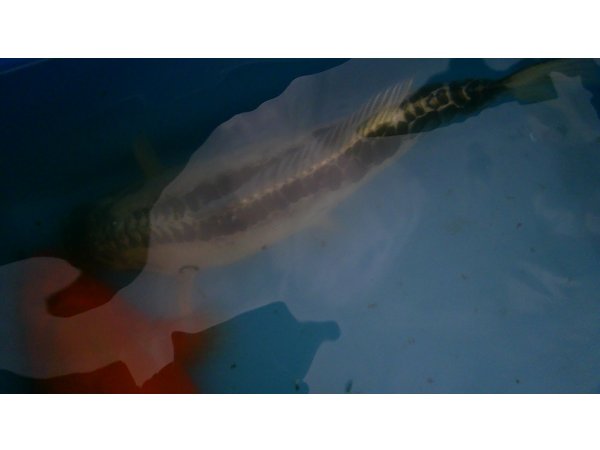 foto nr. 9 van deze Koi Overige , 