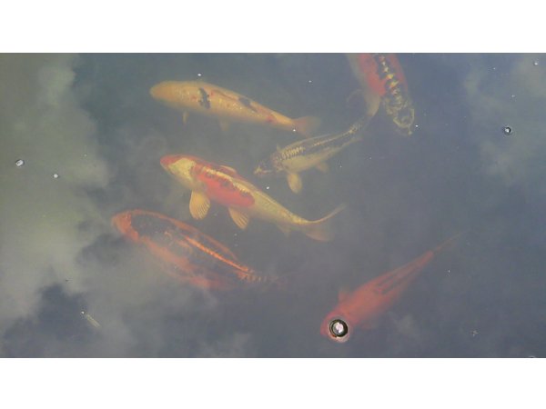 foto nr. 2 van deze Koi Overige , 