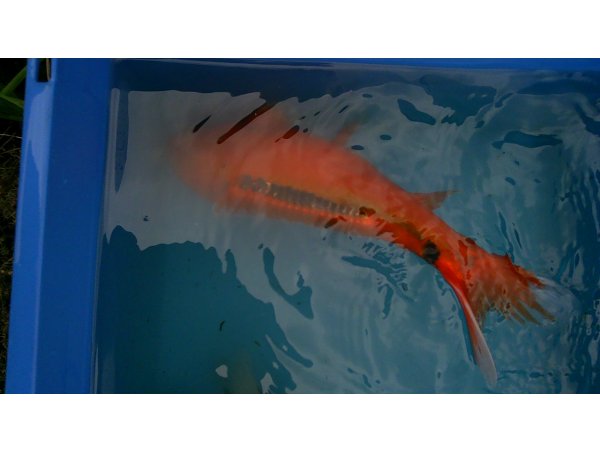 foto nr. 8 van deze Koi Overige , 