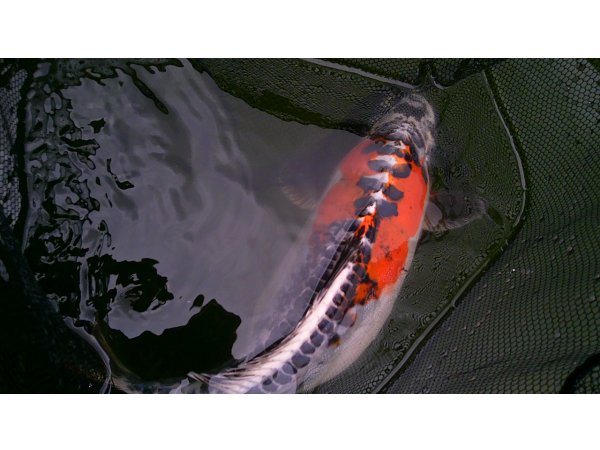 foto nr. 4 van deze Koi Overige , 