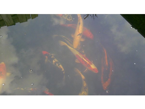 foto nr. 1 van deze Koi Overige , 