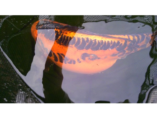 foto nr. 6 van deze Koi Overige , 