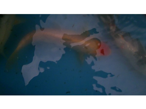 foto nr. 5 van deze Koi Overige , 